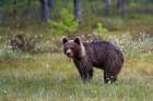 Portrait of a juvenile European brown bear-Ursus arctos Kuhmo-Oulu-Finland Art Print